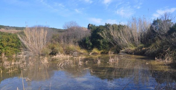 negozio in vendita a Rosignano Marittimo in zona Castiglioncello