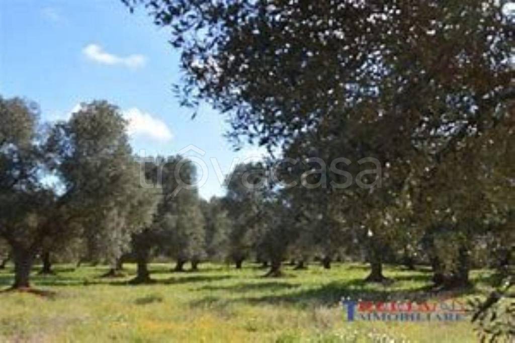 terreno agricolo in vendita a Rosignano Marittimo in zona Vada