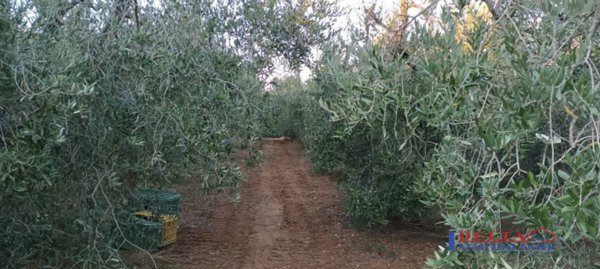 terreno agricolo in vendita a Rosignano Marittimo in zona Rosignano Solvay