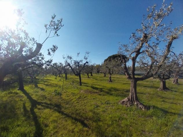 terreno agricolo in vendita a Rosignano Marittimo in zona Vada