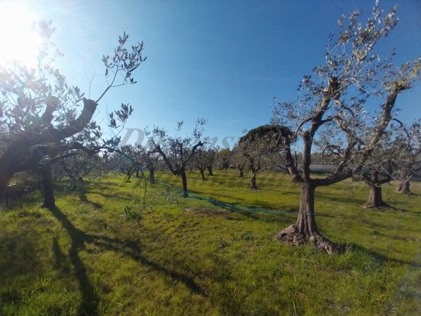 terreno agricolo in vendita a Rosignano Marittimo in zona Vada