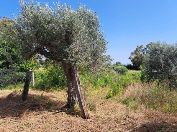 terreno agricolo in vendita a Rosignano Marittimo