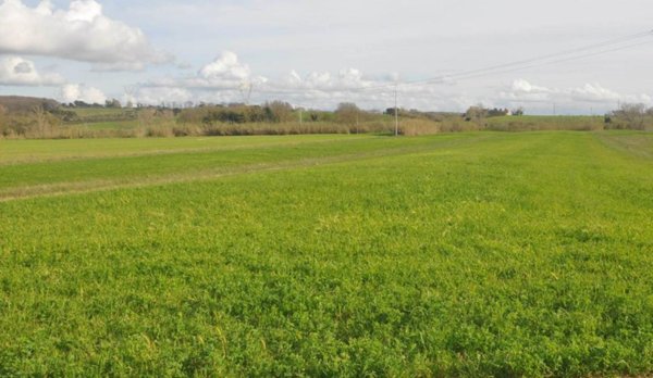 terreno agricolo in vendita a Rosignano Marittimo