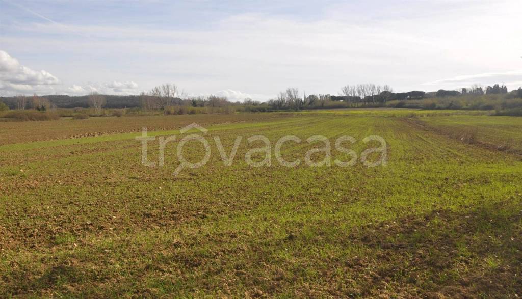 terreno agricolo in vendita a Rosignano Marittimo