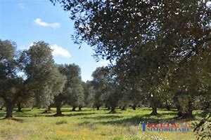 terreno agricolo in vendita a Rosignano Marittimo in zona Vada