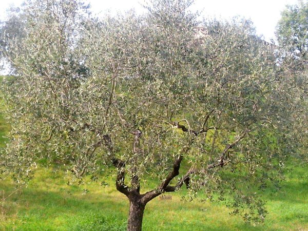 terreno agricolo in vendita a Rosignano Marittimo in zona Vada
