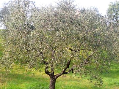 terreno agricolo in vendita a Rosignano Marittimo in zona Vada