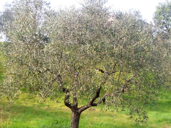 terreno agricolo in vendita a Rosignano Marittimo in zona Vada