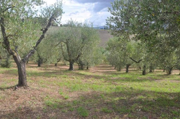 terreno agricolo in vendita a Rosignano Marittimo