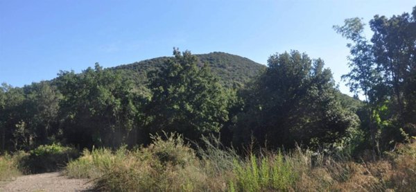 terreno agricolo in vendita a Rosignano Marittimo