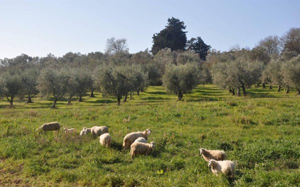terreno agricolo in vendita a Rosignano Marittimo