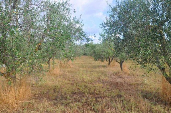 terreno agricolo in vendita a Rosignano Marittimo in zona Vada