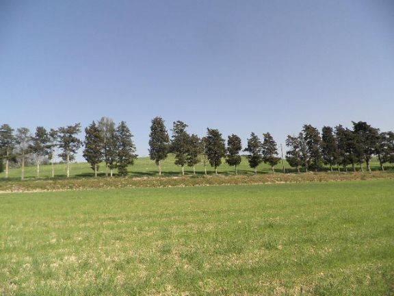 terreno agricolo in vendita a Rosignano Marittimo