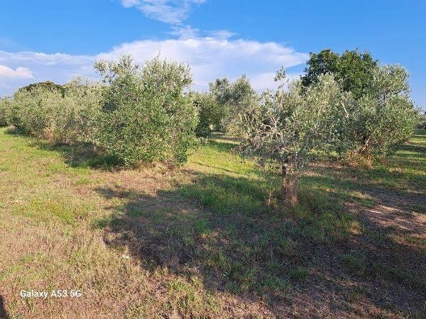 terreno agricolo in vendita a Rosignano Marittimo in zona Vada