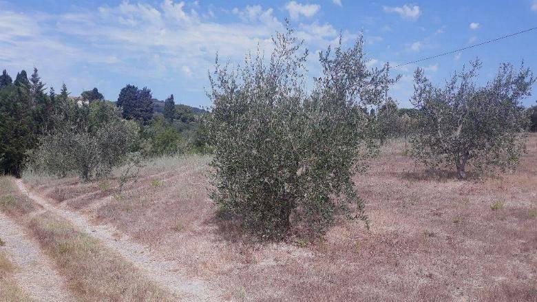 terreno agricolo in vendita a Rosignano Marittimo