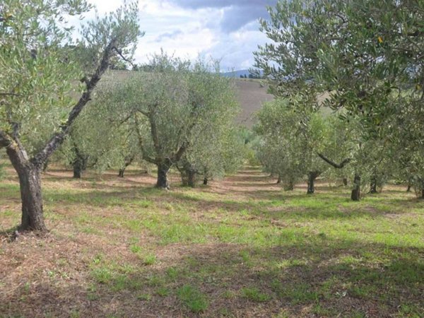 terreno agricolo a Rosignano Marittimo in zona Castelnuovo della Misericordia