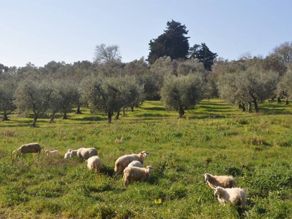 terreno agricolo in vendita a Rosignano Marittimo in zona Rosignano Solvay