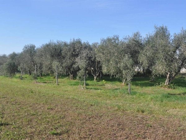 terreno agricolo in vendita a Rosignano Marittimo in zona Vada
