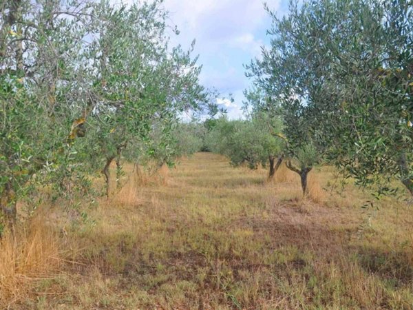 terreno agricolo in vendita a Rosignano Marittimo in zona Vada