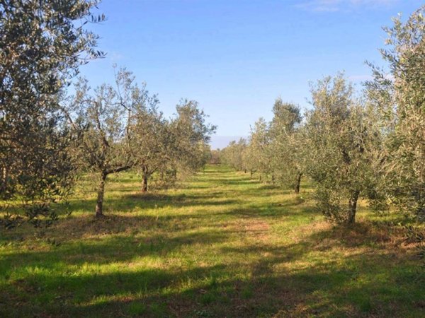 terreno agricolo in vendita a Rosignano Marittimo in zona Vada