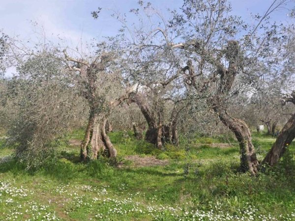 terreno agricolo in vendita a Rosignano Marittimo in zona Rosignano Solvay