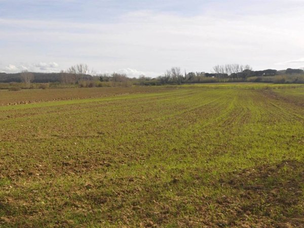terreno agricolo in vendita a Rosignano Marittimo