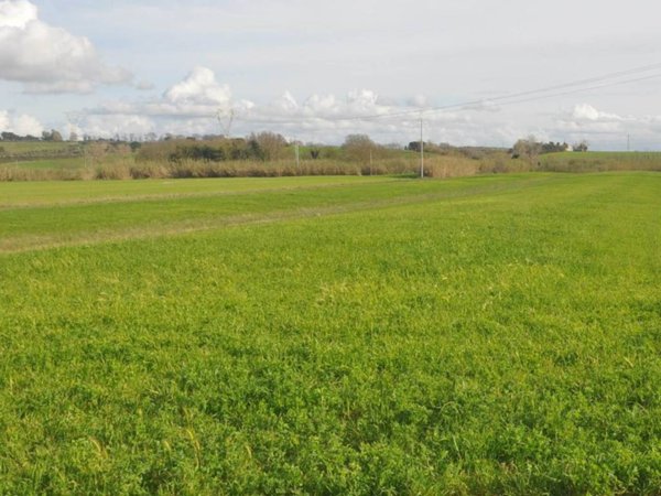 terreno agricolo in vendita a Rosignano Marittimo in zona Rosignano Solvay