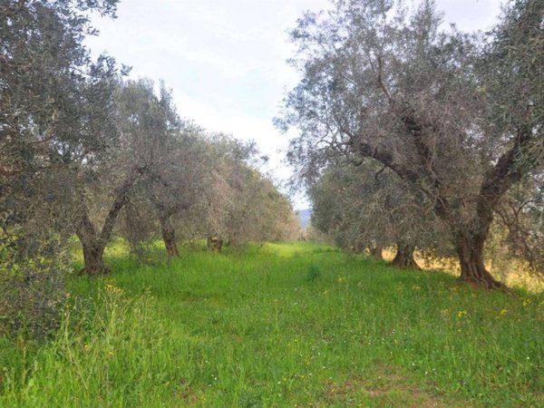 terreno agricolo in vendita a Rosignano Marittimo in zona Rosignano Solvay