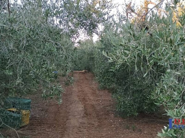 terreno agricolo in vendita a Rosignano Marittimo