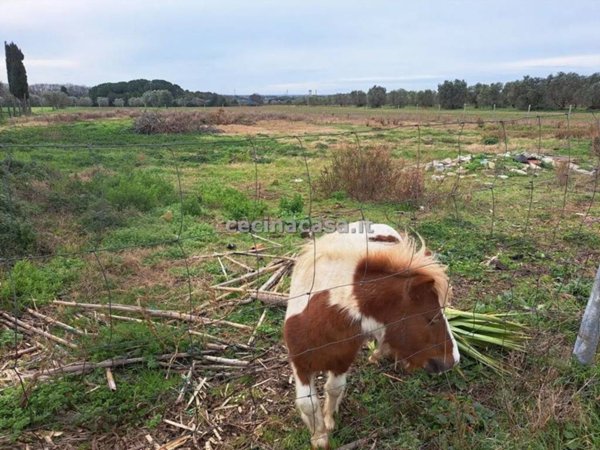 terreno agricolo in vendita a Rosignano Marittimo in zona Rosignano Solvay