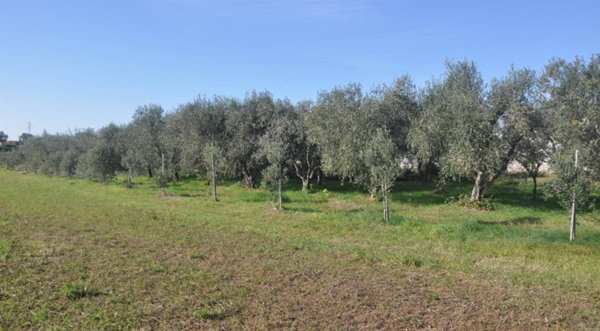 terreno agricolo in vendita a Rosignano Marittimo in zona Vada