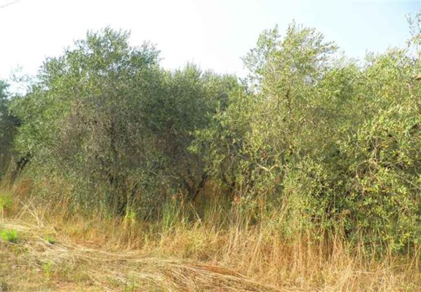 terreno agricolo in vendita a Rosignano Marittimo in zona Rosignano Solvay