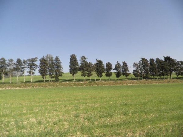 terreno agricolo in vendita a Rosignano Marittimo