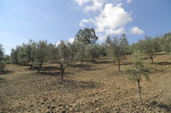 terreno agricolo in vendita a Rosignano Marittimo