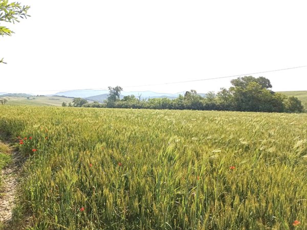 terreno agricolo in vendita a Rosignano Marittimo in zona Vada