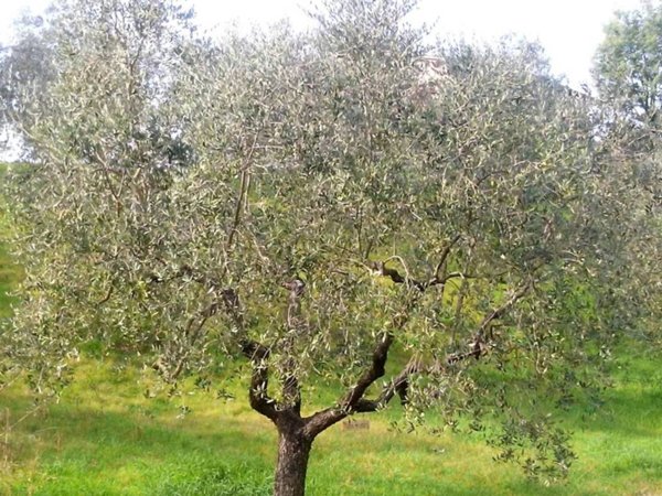 terreno agricolo in vendita a Rosignano Marittimo in zona Vada