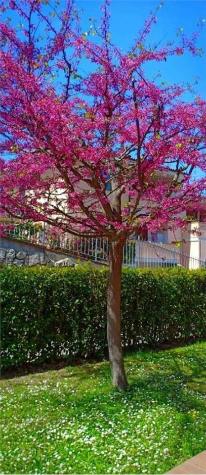 appartamento in vendita a Rosignano Marittimo in zona Nibbiaia