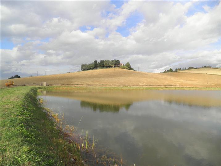 negozio in vendita a Rosignano Marittimo