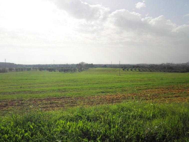 terreno agricolo in vendita a Rosignano Marittimo in zona Vada