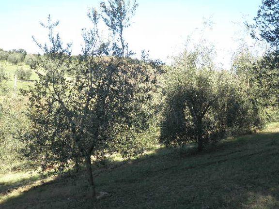 negozio in vendita a Rosignano Marittimo