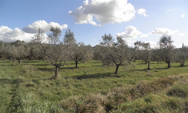 terreno agricolo in vendita a Rosignano Marittimo in zona Vada