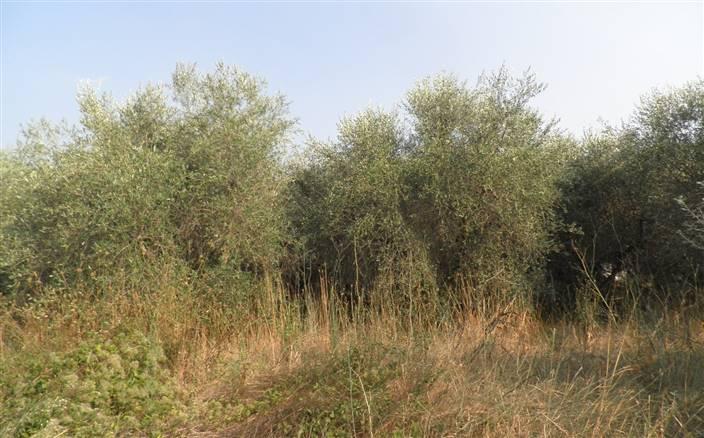 terreno agricolo in vendita a Rosignano Marittimo in zona Rosignano Solvay