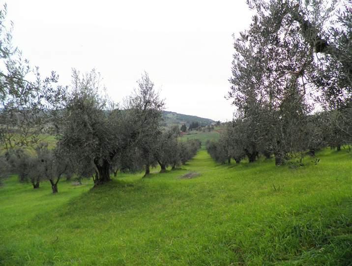 terreno agricolo in vendita a Rosignano Marittimo