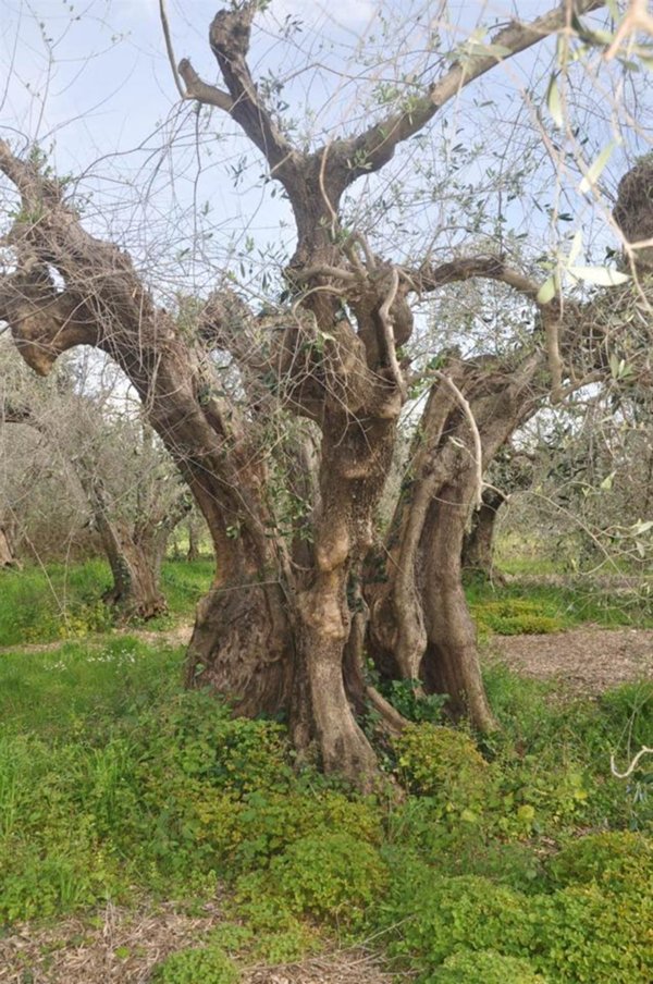 terreno agricolo in vendita a Rosignano Marittimo