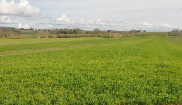 terreno agricolo in vendita a Rosignano Marittimo