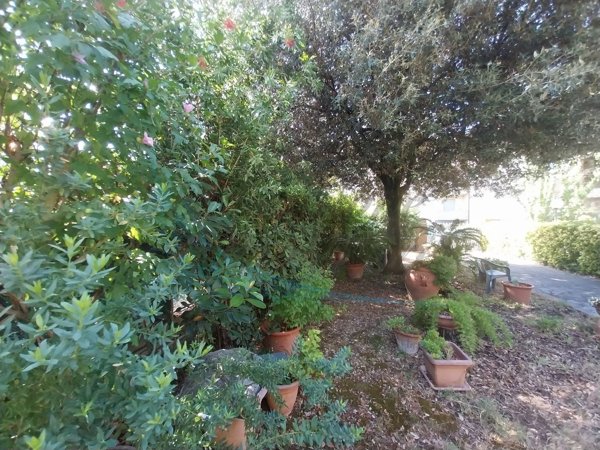 appartamento in vendita a Rosignano Marittimo in zona Vada