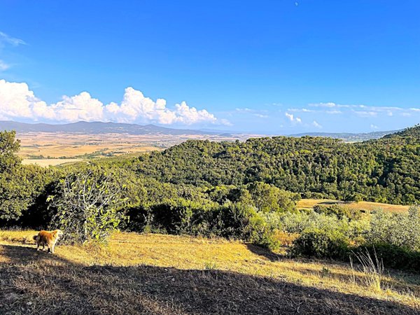 terreno agricolo in vendita a Rosignano Marittimo in zona Gabbro