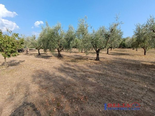 terreno agricolo in vendita a Rosignano Marittimo in zona Vada
