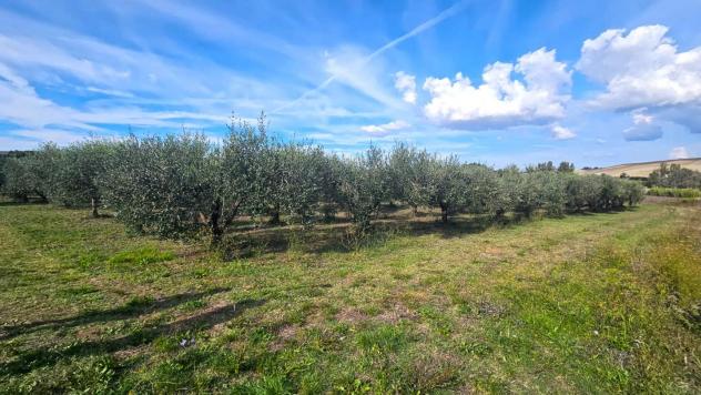 terreno agricolo in vendita a Rosignano Marittimo