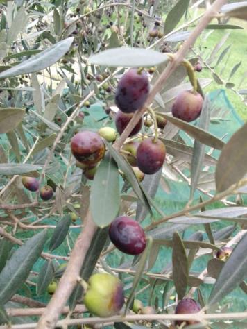 terreno agricolo in vendita a Rosignano Marittimo in zona Castiglioncello